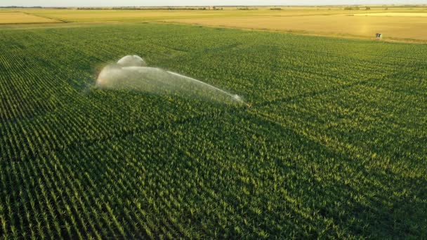 Öntözőrendszer Felett Vízsugaras Esőágyúk Szórófejei Mezőn Kukoricával Termesztés Elősegítése Növényzet — Stock videók