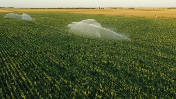 Dessus Vue Avec Déplacement Des Poupées Sur Système Irrigation Arroseurs — Video