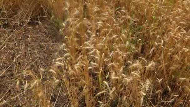 Çiftçi Buğday Kesiyor Çiftçi Buğdayı Geleneksel Kırsal Alanda Tırpanla Elle Stok Çekim 