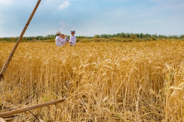 Muzlja, Voyvodina, Sırbistan, - 02 Temmuz 2022; XXXIX geleneksel olarak buğday biçme. Küçük çocuklar, milli takım elbiseli çocuklar yetişkin sarı buğday tarlalarının ortasında hasat için hazır bekliyor..