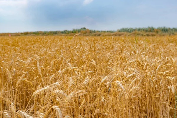Mature Yellow Grain Ready Harvest Farm Field Close Ears — Stock Photo, Image