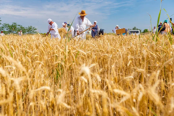 Feld Von Goldenen Reifen Weizenähren Hintergrund Bauern Nationalkleidung Ernten Manuell — Stockfoto