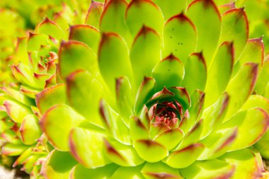 Sempervivum tectorum, sulu Houseleek veya çiçek saksısında yetişen Crassulaceae bitkisinin yakın çekim görüntüsü.