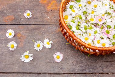 Söğüt ağacından yapılmış küçük el yapımı sepet ve tahta fıçıya yerleştirilmiş beyaz papatya çiçekleri.. 