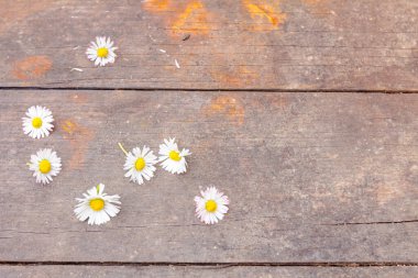 Tahta kalaslara yerleştirilmiş toplanmış beyaz papatya çiçekleri.. 