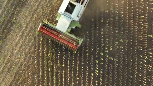 Top View Agricultural Harvester Cutting Harvesting Mature Undeveloped Sunflower Farm — Stock Video