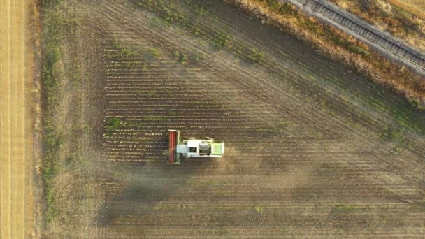 Zirai Hasat Makinesinin Üst Görüntüsü Tarım Arazilerinde Gelişmemiş Olgun Ayçiçeklerini — Stok video