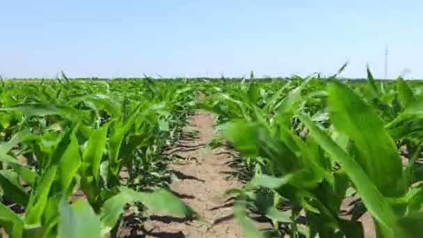 Сельскохозяйственное Поле Молодой Кукурузы Кукурузы Машет Ветром Пышный Ветер Играет — стоковое видео