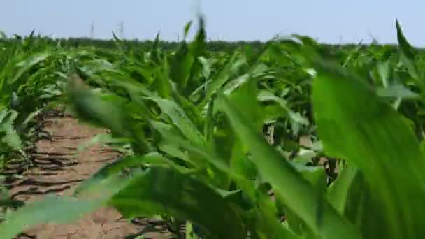 Landbouwgewas Veld Van Jonge Maïs Maïs Zwaait Wind Gusty Wind — Stockvideo