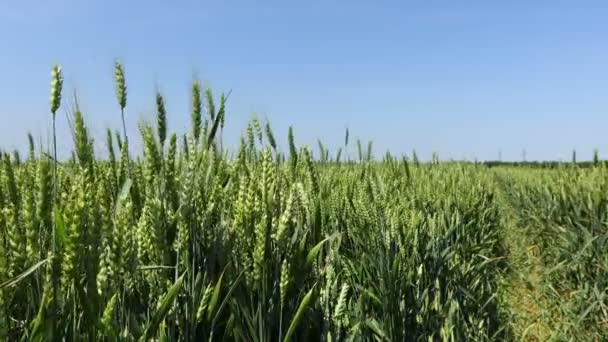 Böiger Wind Spielt Mit Jungen Grünen Ähren Ähren Aus Weizen — Stockvideo