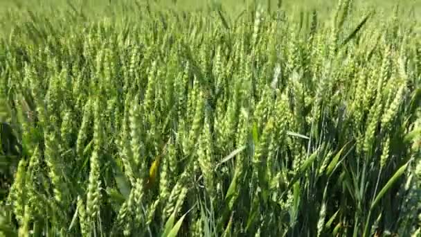Вид Зверху Поривчастий Вітер Грає Молодими Зеленими Вухами Шматочок Пшениці — стокове відео