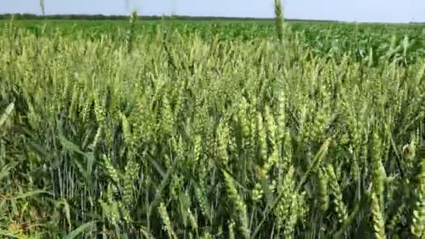 Gusty Wind Juega Con Espigas Verdes Jóvenes Espiguillas Trigo Cereales — Vídeo de stock