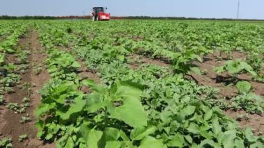 Düşük açıdan bakıldığında, traktör ekilmiş bir tarlaya, rüzgâr esintisine, ekilmiş geniş tarım püskürtücüsünü sürükleyerek genç ayçiçeğinin uçsuz bucaksız tarım arazisini püskürtüyor..