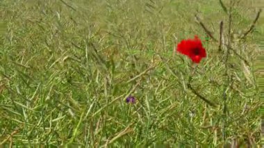 Rüzgâr, olgunlaşmamış yeşil kanola yağı, kolza tohumu kapsülleri, tecavüz meydanında açan kırmızı haşhaş çiçekleri, esinti boyunca el sallıyor..