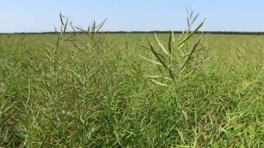 Rüzgarda sallanan yarım olgunlaşmış kolza tohumları. Olgunlaşmamış genç ve yeşil kanola yağı, tecavüz kapsülleri, esinti boyunca el sallayan rüzgar..
