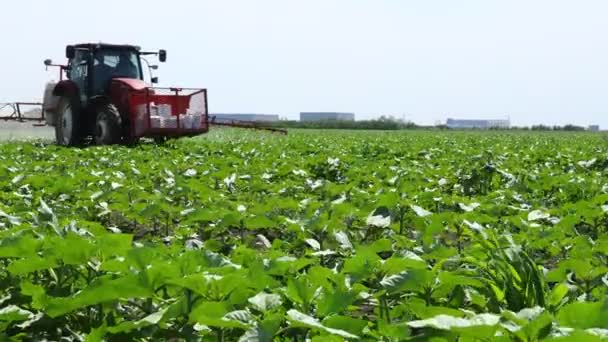 Low Angle View Tractor Spraying Big Endless Farmland Young Sunflower — Stock Video