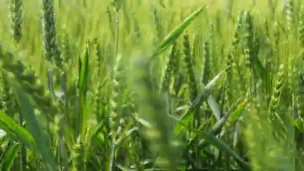 低い角度の眺め クローズアップは 若い緑色の耳 小麦のスパイクレット 春の穀物 風に沿って振動する — ストック動画