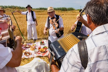 Muzlja, Voyvodina, Sırbistan, - 02 Temmuz 2022; Geleneksel olarak buğday hasadı. Akordiyoncu akordeon körüğü uzatıyor. Geleneksel kırsal alanda buğdayı elle biçmeden önce başarı müziği