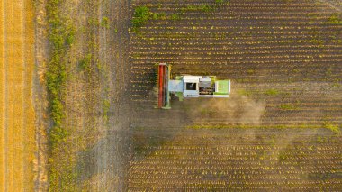 Aerial top view agricultural harvester is cutting, harvesting, mature sunflower on farm fields.