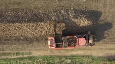 Tepe üzerindeki doli, olgun şeker pancarı köklerini kesip biçmek için biçerdöverin üzerine doğru hareket ediyor, yeni toplanmış kargoyu uzun bir yığın halinde yere taşıyor.. 