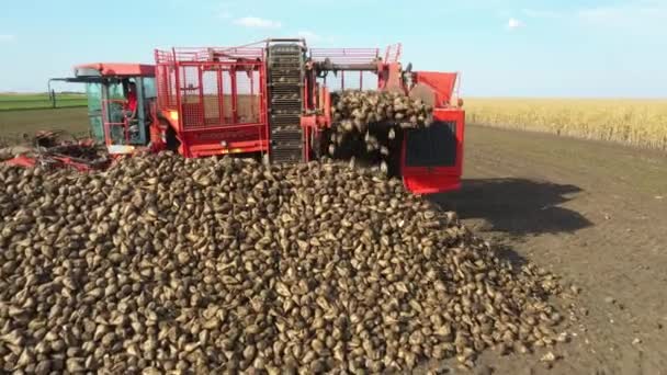 Tarım Makinesinin Üstünde Olgun Şeker Pancarı Köklerini Kesip Biçmek Için — Stok video