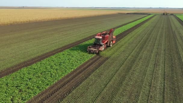 Tarım Makinesinin Üstünde Tarım Tarlasında Olgun Şeker Pancarı Kökleri Kesip — Stok video