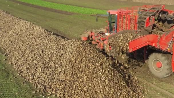 View Agricultural Machine Harvester Cutting Harvesting Mature Sugar Beet Roots — Stock Video