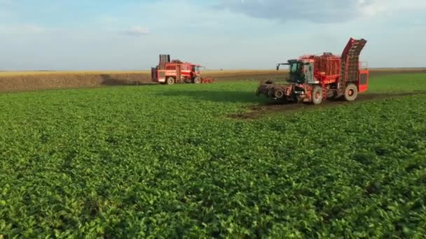 以上机器人在两台农业机械上向后移动 即收割机在农场收割成熟的甜菜根 协同工作 — 图库视频影像