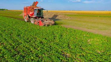 Tarım makinesinin üstünde, tarım tarlasında olgun şeker pancarı kökleri kesip biçme biçme biçimi var.. 
