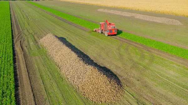 stock image Above view on sugar beet stacked in large pile, in background agricultural machine, harvester is cutting and harvesting sweet roots at farm field. 