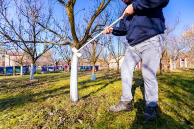 Çiftçi fırça kullanır, güneşin ısı koruması için meyve gövdesini beyazlatır, bitki örtüsünü yavaşlatır, baharın başında çiçek açar. Hastalıklara, mantarlara ya da kemirgenlerin kabuklarına karşı kireç boyamak.