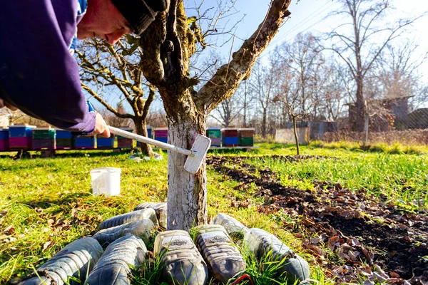 Αγρότης Χρησιμοποιεί Βούρτσα Ασβεστώνοντας Τον Κορμό Φρούτων Μέθοδο Θερμικής Προστασίας Royalty Free Εικόνες Αρχείου