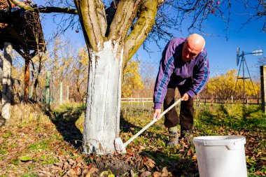 Çiftçi fırça kullanır, güneşin ısı koruması için meyve gövdesini beyazlatır, bitki örtüsünü yavaşlatır, baharın başında çiçek açar. Hastalıklara, mantarlara ya da kemirgenlerin kabuklarına karşı kireç boyamak.