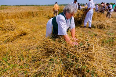 Muzlja, Voyvodina, Sırbistan, - 01 Temmuz 2023; XL Geleneksel olarak buğday biçen çok sayıda kadın daha büyük bir yığın yapmak için küçük demet biçilmiş buğday topluyor.