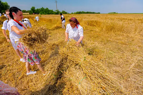 Muzlja, Voyvodina, Sırbistan, - 01 Temmuz 2023; XL Geleneksel olarak buğday biçen çok sayıda kadın daha büyük bir yığın yapmak için küçük demet biçilmiş buğday topluyor.