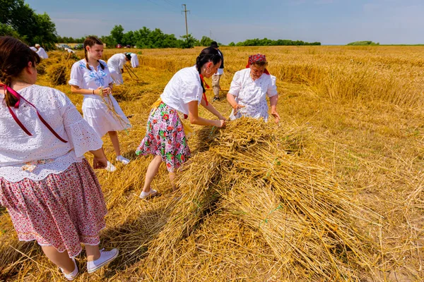 Muzlja, Voyvodina, Sırbistan, - 01 Temmuz 2023; XL Geleneksel olarak buğday biçen çok sayıda kadın daha büyük bir yığın yapmak için küçük demet biçilmiş buğday topluyor.