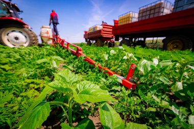 Hazırlık yapan, kimyasalları karıştıran ve spreyin rezervuarını karavana yerleştirilen tarım sarnıçlarından gelen suyla dolduran çiftçi..