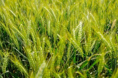 Düşük açı, yakın çekim, rüzgarlı rüzgar, genç yeşil kulaklarla oynarken, buğday dalları, ilkbaharda mısır gevreği, meltem boyunca sallanırken.