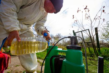 Bahçıvan uygun miktarda su ve küçük torbadan uygun miktarda özüt hazırlıyor. Uygun ölçekte, böcek ilacının botanik çözeltileri, mantar ilacı, bahar başında meyve ağaçları serpmek için..