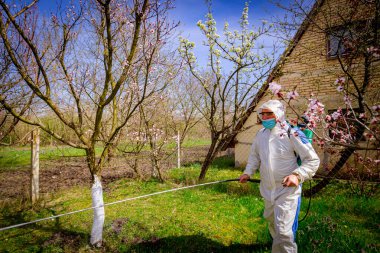 Koruyucu tıbbi maskesi ve giysisi olan çiftçi, meyve ağaçlarını ilkbaharın başlarında mantar hastalığından veya haşaratlardan korumak için meyve suyu püskürtüyor..