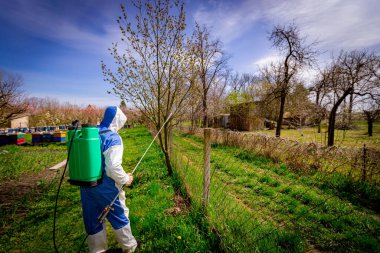 Sırtında maske ve teneke kutusuyla arka taraftaki çiftçi meyve bahçesindeki meyve ağaçlarını mantar hastalıklarından veya haşaratlardan korumak için uzun sprey kullanıyor..  