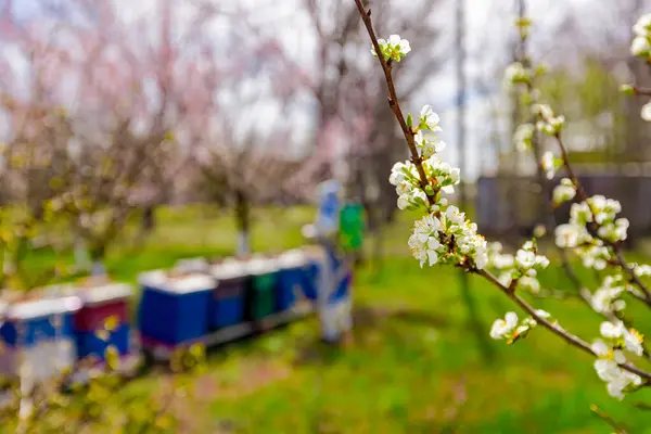 Blossom buds with pink and white petals on branch of apple tree in orchard at early spring, in background farmer in protective clothes sprays fruit trees with long sprayer near apiary.