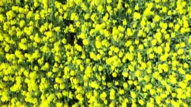 Vista Superior Sobre Floración Colza Canola Colza Latín Brassica Napus Video de stock