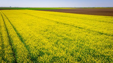 Traktörün, çiçek açan kanola ya da latin Brassica Napus çiçeğindeki colza tarlaları, yeşil enerji ve petrol endüstrisi için bitki