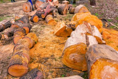 Odun, orman zemininde taze kesilmiş ağaç kütükleri, kereste dokusu, ahşap, parke, yakacak odun