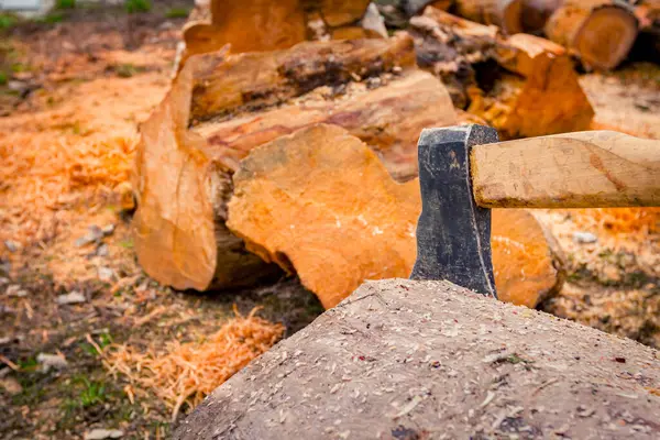 Lumberjack\'s hatchet nailed in wood, freshly cut stump of trees on the forest ground, lumber texture, wooden, hardwood, firewood.