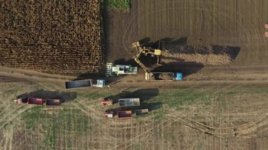 En tepede, tarımsal makinede, pancar yükleyicisi yeni toplanmış olgun şeker pancarı köklerini, büyük yığından nakil için kamyon römorkuna aktarıyor..
