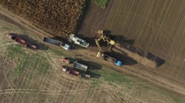 Üst görünümde, doli tarımsal makine üzerinde döner, pancar yükleyicisi toplanan olgun şeker pancarı köklerini nakleder, büyük yığından kamyon römorkuna nakleder..