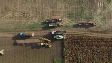 En tepede, tarım yükleyicisi taze toplanmış şeker pancarı köklerini ulaşım için karavana aktarıyor. Kamyonların vardiyası, yüklenmiş araçlar tüm gövde ile ürünlerin yüklendiği yerden ayrılıyor.