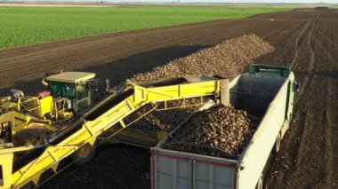 Yukarıda, tarımsal makinede, pancar yükleyicisi yeni toplanmış olgun şeker pancarı köklerini naklediyor, büyük yığından nakil için kamyonun römorkuna..